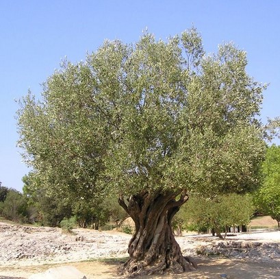 l'olivier, arbre de vie.jpg